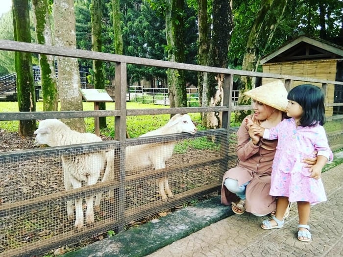 Kuntum Farm Goat